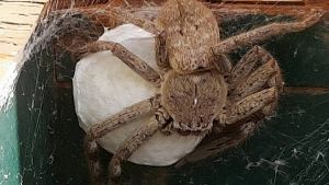 BROODING: This huntsman spider - dubbed 'Hortense' - guards her egg sac in a North Bendigo letterbox. They were born ...