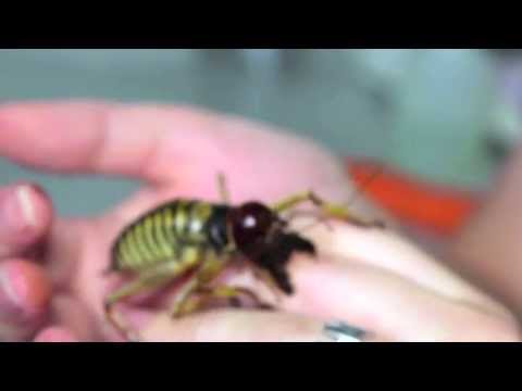 Giant Tree Weta