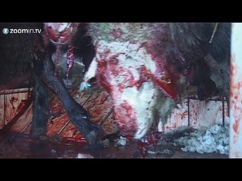 Ritual slaughter: animal cruelty or right? (SHOCKING)