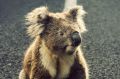 More than 300 koalas die on Queensland roads each year.