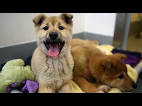 57 Dogs Rescued from South Korea Dog Meat Farm