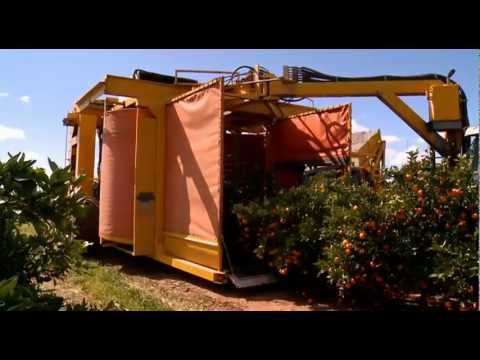 Citrus harvesting in Australia with a Nelson Harvester