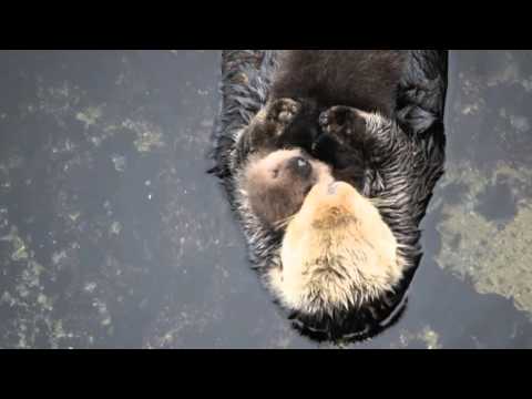 1 Day Old Sea Otter Trying to Sleep on Mom