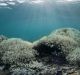 Coral bleaching at Lizard Island in the Great Barrier Reef.