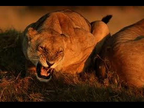 African Lions Hunting Fighting In The Wild Documentary [Animal Nature Wildlife]