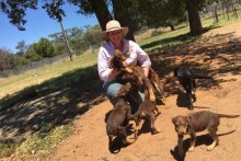 Peri Chappell currently has 21 rescue dogs and pups at her Deniliquin property (ABC Rural: Cara Jeffery)