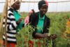 Women working in horticulture in Mozambique, in a project funded by the Australian Centre for Intern