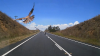 Bird throws snake at oncoming car