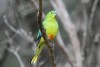 Orange-bellied parrot