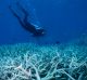 The Great Barrier Reef 2016. Divers looking at fish and coral life on the outer Great Barrier Reef off the off Port ...