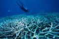 Divers looking at fish and coral life on the Great Barrier Reef.