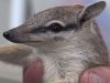 More than a dozen numbats bred at Perth Zoo are being prepared for release into the wild, where only about 1000 of the endangered marsupials remain.