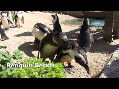 Living Coasts Torquay's Coastal Zoo