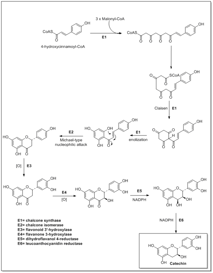 Biosynthesis of catechin