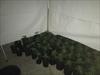 Police have seized hundreds of cannabis plants after raiding a Queensland house.