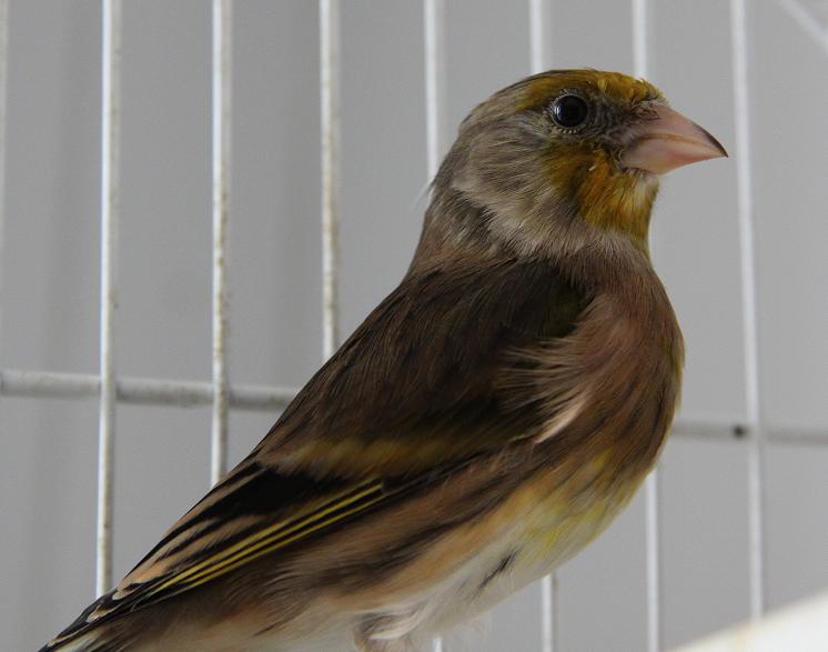 File:Goldfinch Canary hybrid.JPG