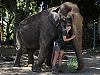 Birthday party for a Perth Zoo favourite