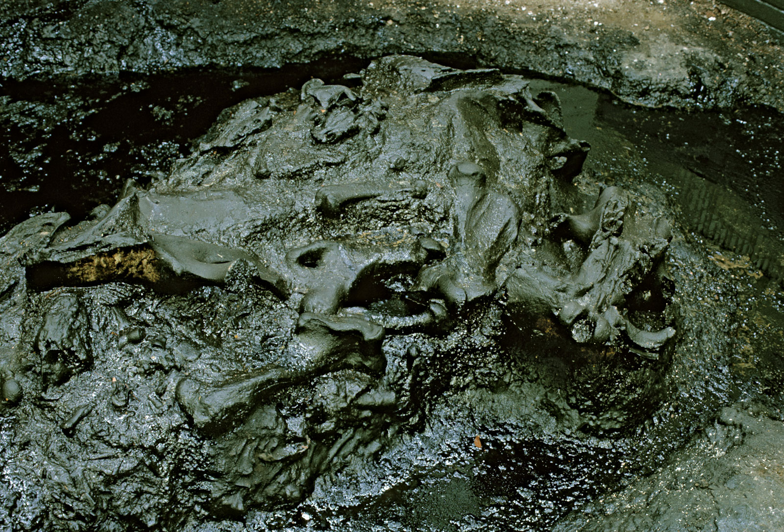 The La Brea Tar Pits in southern California contain remains of prehistoric animals.