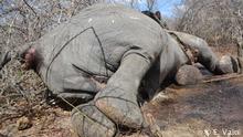 Getöteter Elefant im Niassa-Park (E. Valoi)