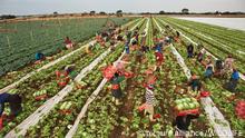 Afrika moderne Landwirtschaft Eisbergsalat Ernte in Südafrika (picture alliance/WILDLIFE)