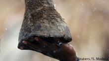 Kenia Verbrennung von Elfenbein Rhinozeros Horn (Reuters/S. Modola)