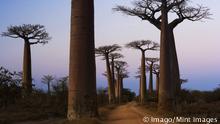 Baobab Bäume Madagaskar (Imago/Mint Images)