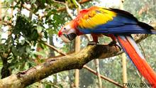 A red macaw