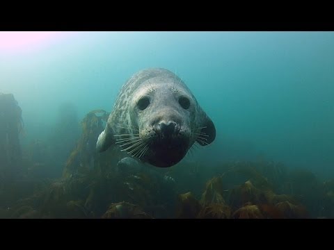 GoPro: Seal Belly Rub