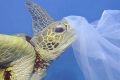 The Senate committee reports "toxic tide" of marine plastic pollution.