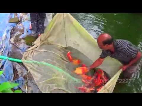 KARTHYAYANI FISH FARM (Chalakudy)09847323260