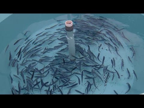 Closed containment - The future of fish farming