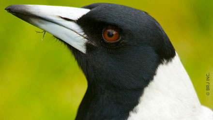 A magpie beak