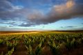 Swinney Vineyards utilises a mix of old world growing techniques and modern technology like drones to enhance its vineyards.