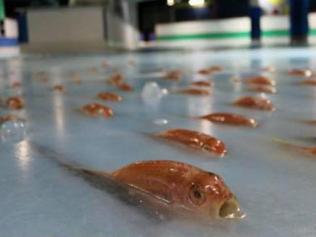 As business ideas go, filling an ice skating rink with dead fish, might not see you win an award as business of the year. Picture: Show Hirata / Facebook