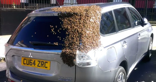 20,000 bees chase grandma in her car for two straight days