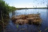 A waterbird nest floating on the water 