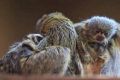 The four-week-old baby pygmy marmoset has been found but two other monkeys are still missing.