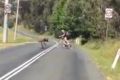 Chris Wilson was attacked by an emu when riding along the Cotter River.