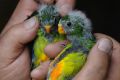 Researchers at the ANU raised $70,000 from the public to help save the wild population of the orange bellied parrot ...