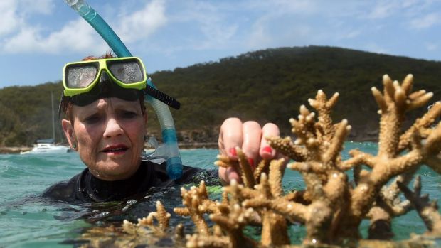 One Nation Senator Pauline Hanson assesses some coral near Great Keppel Island.