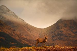 GLEN ETIVE, SCOTLAND - NOVEMBER 16: Scottish red deer graze in Glen Etive following the end of the rutting season on ...