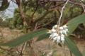 This rare Eucalyptus luculenta is unknown in cultivation.