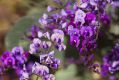 Hardenbergia accept frost, deep frost, slopes, shallow soil, good soil, gardeners who cosset them with mulch and those ...