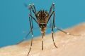 Aedes notoscriptus - better known as the common backyard mosquito. 