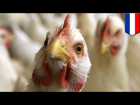 Bird Flu risk: Highly contagious H5N8 strain detected at Dutch poultry farm, 150,00 birds to die