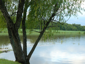 Receeding waters of local lake