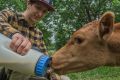 English WWOOFer Harry Gibons feeds a calf on his host farm at Bungonia. 