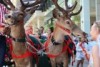 Reindeer in Brisbane Mall