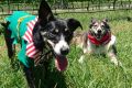 Local wine dogs Mollie and Tannin are again hosting a Christmas party at Murrumbateman Winery.