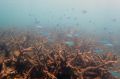 Staghorn corals killed by bleaching at Bourke Reef, on the north Great Barrier Reef.